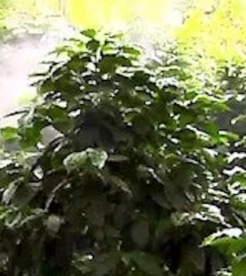 Person in protective suit spraying plants in a lush green garden