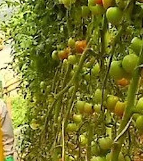 Rows of tomato plants with green and ripening tomatoes in a greenhouse